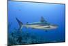 Caribbean Reef Shark, Jardines De La Reina National Park, Cuba-Pete Oxford-Mounted Photographic Print