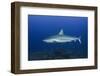 Caribbean Reef Shark, Jardines De La Reina National Park-Pete Oxford-Framed Photographic Print