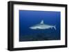 Caribbean Reef Shark, Jardines De La Reina National Park-Pete Oxford-Framed Photographic Print