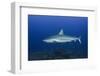 Caribbean Reef Shark, Jardines De La Reina National Park-Pete Oxford-Framed Photographic Print