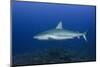 Caribbean Reef Shark, Jardines De La Reina National Park-Pete Oxford-Mounted Photographic Print