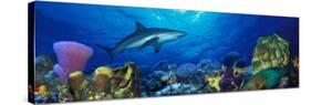 Caribbean Reef Shark Rainbow Parrotfish in the Sea-null-Stretched Canvas