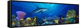 Caribbean Reef Shark Rainbow Parrotfish in the Sea-null-Framed Stretched Canvas