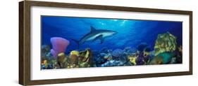 Caribbean Reef Shark Rainbow Parrotfish in the Sea-null-Framed Photographic Print