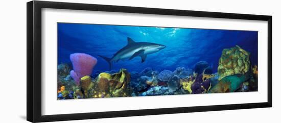 Caribbean Reef Shark Rainbow Parrotfish in the Sea-null-Framed Photographic Print