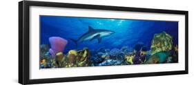 Caribbean Reef Shark Rainbow Parrotfish in the Sea-null-Framed Photographic Print