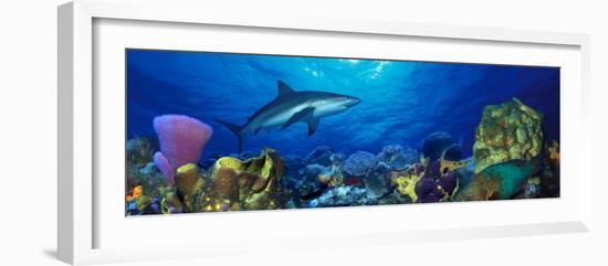 Caribbean Reef Shark Rainbow Parrotfish in the Sea-null-Framed Photographic Print