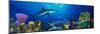 Caribbean Reef Shark Rainbow Parrotfish in the Sea-null-Mounted Photographic Print