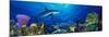 Caribbean Reef Shark Rainbow Parrotfish in the Sea-null-Mounted Photographic Print