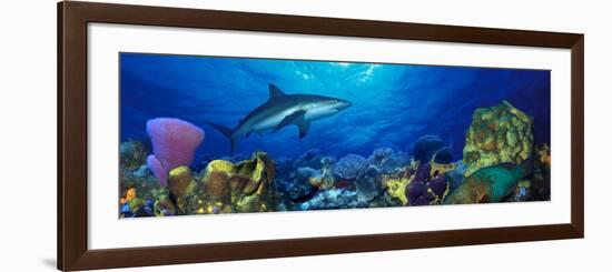 Caribbean Reef Shark Rainbow Parrotfish in the Sea-null-Framed Photographic Print