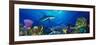 Caribbean Reef Shark Rainbow Parrotfish in the Sea-null-Framed Photographic Print