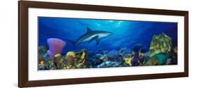 Caribbean Reef Shark Rainbow Parrotfish in the Sea-null-Framed Photographic Print