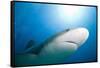 Caribbean Reef Shark-Paul Souders-Framed Stretched Canvas