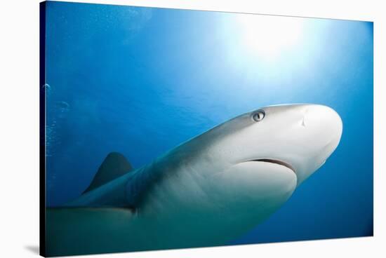 Caribbean Reef Shark-Paul Souders-Stretched Canvas