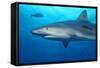 Caribbean Reef Shark-Stephen Frink-Framed Stretched Canvas
