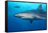 Caribbean Reef Shark-Stephen Frink-Framed Stretched Canvas