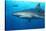 Caribbean Reef Shark-Stephen Frink-Stretched Canvas