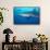 Caribbean Reef Shark-Stephen Frink-Framed Stretched Canvas displayed on a wall