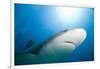 Caribbean Reef Shark-Paul Souders-Framed Photographic Print