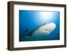 Caribbean Reef Shark-Paul Souders-Framed Photographic Print