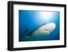 Caribbean Reef Shark-Paul Souders-Framed Photographic Print