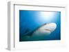 Caribbean Reef Shark-Paul Souders-Framed Photographic Print