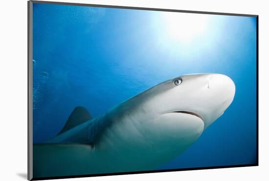 Caribbean Reef Shark-Paul Souders-Mounted Photographic Print