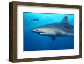 Caribbean Reef Shark-Stephen Frink-Framed Photographic Print