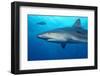 Caribbean Reef Shark-Stephen Frink-Framed Photographic Print