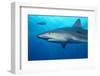 Caribbean Reef Shark-Stephen Frink-Framed Photographic Print