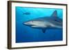 Caribbean Reef Shark-Stephen Frink-Framed Photographic Print