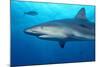 Caribbean Reef Shark-Stephen Frink-Mounted Photographic Print