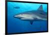 Caribbean Reef Shark-Stephen Frink-Framed Photographic Print