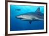 Caribbean Reef Shark-Stephen Frink-Framed Photographic Print