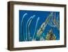 Caribbean Reef Squid (Sepioteuthis Sepioidea) Amongst Gorgonians, on a Shallow Coral Reef-Alex Mustard-Framed Photographic Print