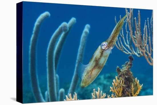 Caribbean Reef Squid (Sepioteuthis Sepioidea) Amongst Gorgonians, on a Shallow Coral Reef-Alex Mustard-Stretched Canvas