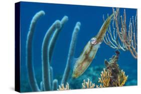 Caribbean Reef Squid (Sepioteuthis Sepioidea) Amongst Gorgonians, on a Shallow Coral Reef-Alex Mustard-Stretched Canvas