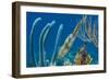 Caribbean Reef Squid (Sepioteuthis Sepioidea) Amongst Gorgonians, on a Shallow Coral Reef-Alex Mustard-Framed Photographic Print