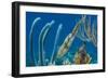 Caribbean Reef Squid (Sepioteuthis Sepioidea) Amongst Gorgonians, on a Shallow Coral Reef-Alex Mustard-Framed Photographic Print