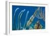 Caribbean Reef Squid (Sepioteuthis Sepioidea) Amongst Gorgonians, on a Shallow Coral Reef-Alex Mustard-Framed Photographic Print