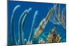 Caribbean Reef Squid (Sepioteuthis Sepioidea) Amongst Gorgonians, on a Shallow Coral Reef-Alex Mustard-Mounted Photographic Print