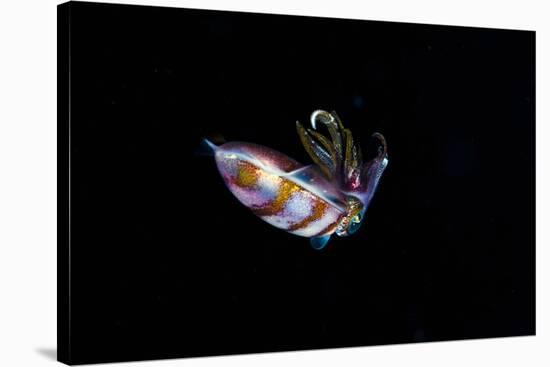 Caribbean Reef Squid (Sepioteuthis Sepioidea), Dominica, West Indies, Caribbean, Central America-Lisa Collins-Stretched Canvas