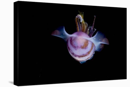 Caribbean Reef Squid (Sepioteuthis Sepioidea), Dominica, West Indies, Caribbean, Central America-Lisa Collins-Stretched Canvas