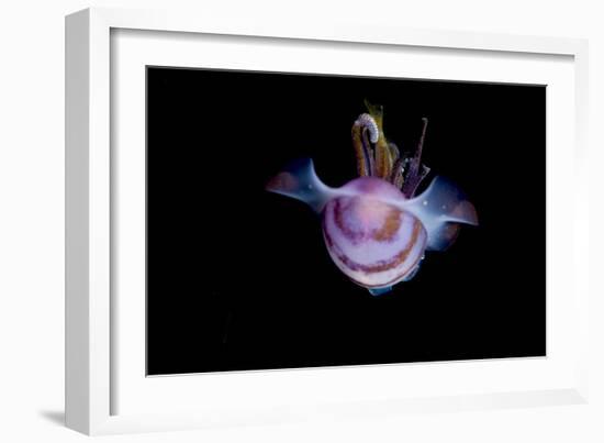 Caribbean Reef Squid (Sepioteuthis Sepioidea), Dominica, West Indies, Caribbean, Central America-Lisa Collins-Framed Photographic Print