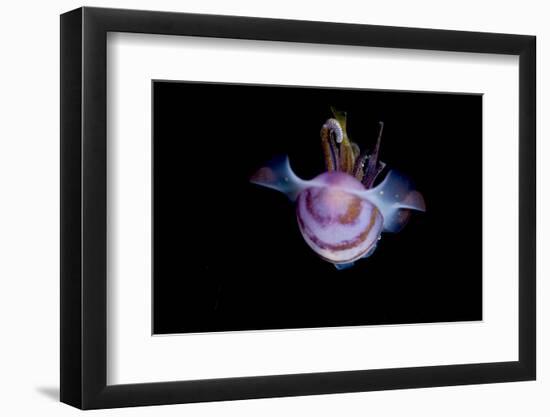 Caribbean Reef Squid (Sepioteuthis Sepioidea), Dominica, West Indies, Caribbean, Central America-Lisa Collins-Framed Photographic Print