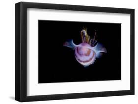 Caribbean Reef Squid (Sepioteuthis Sepioidea), Dominica, West Indies, Caribbean, Central America-Lisa Collins-Framed Photographic Print
