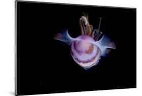 Caribbean Reef Squid (Sepioteuthis Sepioidea), Dominica, West Indies, Caribbean, Central America-Lisa Collins-Mounted Photographic Print