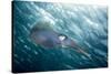 Caribbean Reef Squid (Sepioteuthis Sepioidea)-Stephen Frink-Stretched Canvas