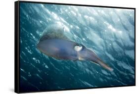 Caribbean Reef Squid (Sepioteuthis Sepioidea)-Stephen Frink-Framed Stretched Canvas