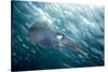 Caribbean Reef Squid (Sepioteuthis Sepioidea)-Stephen Frink-Stretched Canvas